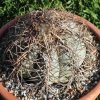 Echinocactus_horizonthalonius_1